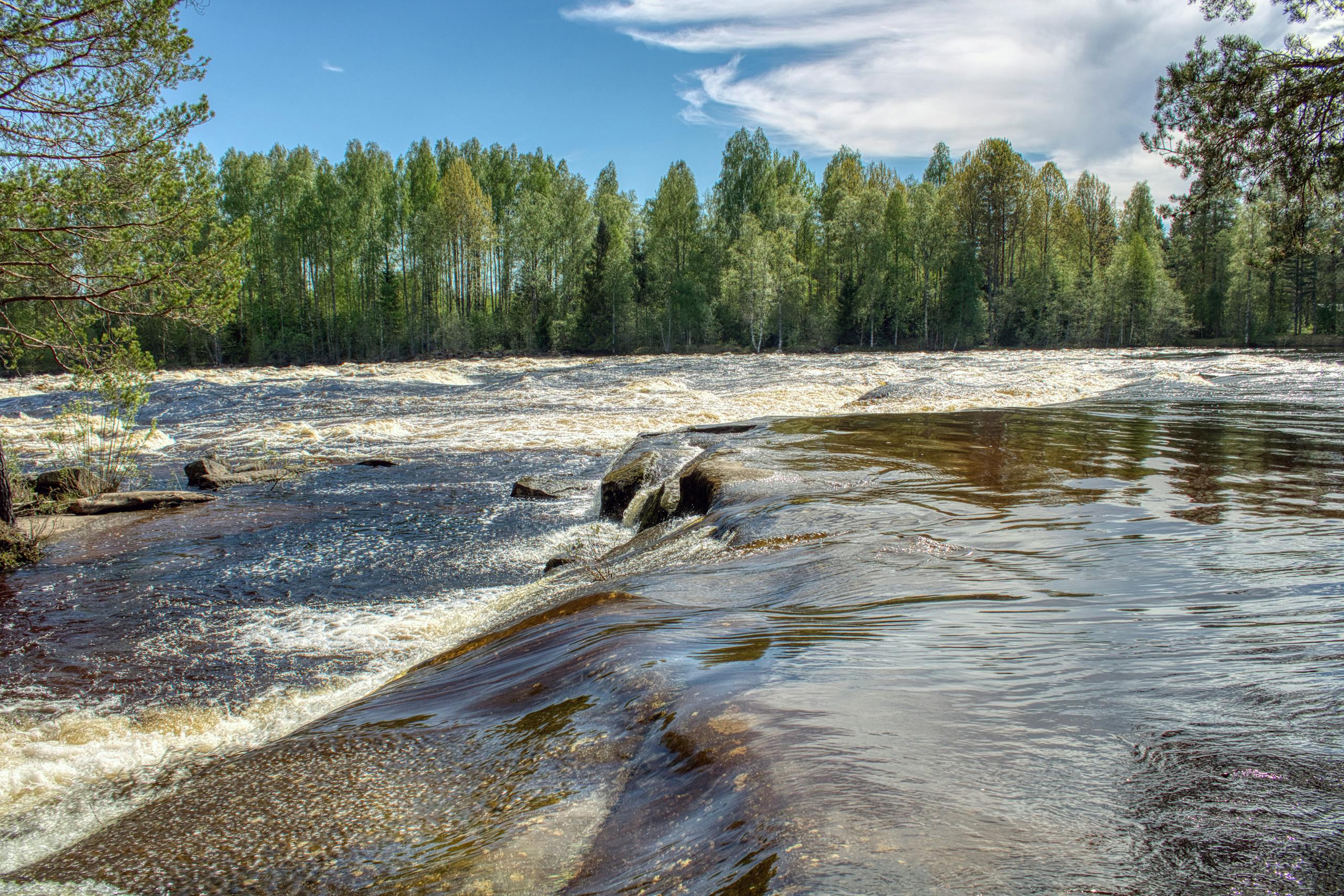 Majestic river rapids flowing through lush trees in Dalarna, Sweden.